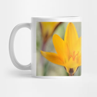 Crocus angustifolius  AGM  Cloth-of-gold crocus Mug